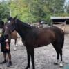 Tennessee Walker QH Cross