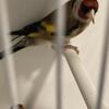Goldfinch and Canaries 