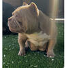 American Bully female