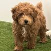 Miniature Poodle puppy- male, very small!