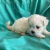 Maltipoo pups born 5 16 24