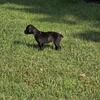 Akc Boxer puppies forsale!