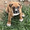 Boxer puppies