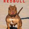 Pocket Bully stud for service