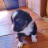 Australian shepherd male 3