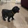 Akc French bulldog puppies for sale