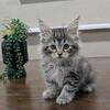 MC kittens