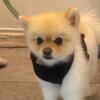 For sale 2 years old Pomeranian