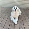 Great Pyrenees pups