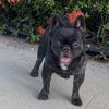 Fluffy French bulldog/ fluffy frenchie