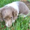 Purebred Miniature Dachshund Puppies!  REDUCED!