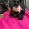 AKC Mini Schnauzer chocolates and all black. Toy size. 