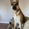 Purebred Male German Shepherd