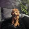 Toy Poodle (5/6 pounds fully grown)