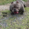 Yung Blu 