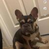 French Bulldog for Sale