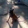 10 month old Malinois