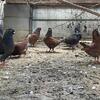 modena pigeons