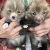 Fox kits(pup)