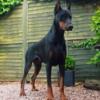 ISO Adult Male Doberman- !Looking For!