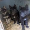 Wolfdogs Hybrid for sale