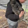 Silkie roosters