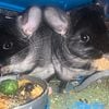 Two light grey female chinchillas