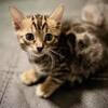 Truffles female Bengal