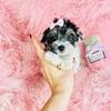 Yorkshire Terriers, Chihuahuas, Poodles, Pomeranians, Malteses  & Teacup Puppies