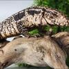 Argentine Black & White (Firebelly) X Red Hybrid
