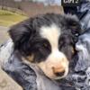 Australian Shepherd puppies