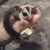 Sugar Glider Baby boy neutered and ready to go