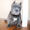 Blue Female Exotic American Bully