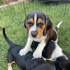 Male Beagle Puppy  $500