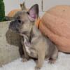 Macie AKC French Bulldog