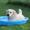 Yellow English Lab Stud