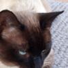 Seal Point Siamese