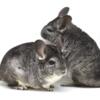 Mother / Daughter Pair of Standard Grey / Light Ebony Female Chinchillas  