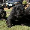 1 Tibetan mastiff puppy available 