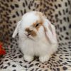 Baby Holland lop rabbits in Florida