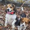 1 Pure Bred 13" Beagle Female 4 years old