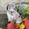 Standard Newfypoo (AKA Newfie doodles) Newfoundland/ Poodle mix