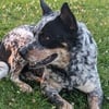 Blue heeler Australian cattle dog/wolf mix puppies