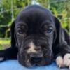 Color-Pure AKC Great Dane puppies