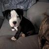 2 Females  Freeport illinois