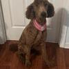 Akc Standard Poodle