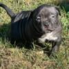 American bully pup for sale