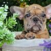 $1,500 Fawn Merle Fary - beautiful French Bulldog puppy for sale.