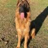 Young Adult Male & Female German Shepherds