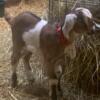 Nubian goat kids, 5 does and 2 bucks